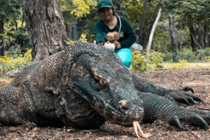 Paket Wisata Private Trip & Sharing Trip di Labuan Bajo: Pengalaman Tak Terlupakan dengan Tips Berwisata Aman