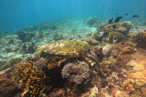 Snorkeling Seru di Pulau Siaba Labuan Bajo : Melihat Penyu dari Dekat