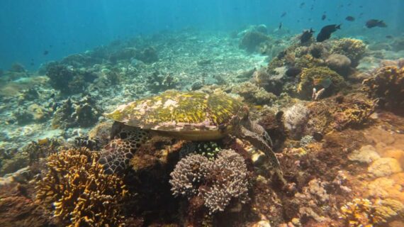 Snorkeling Seru di Pulau Siaba Labuan Bajo : Melihat Penyu dari Dekat