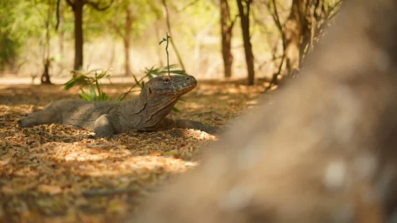 Exploring the Wonders of Komodo Island: A Comprehensive Guide to Unforgettable Adventures