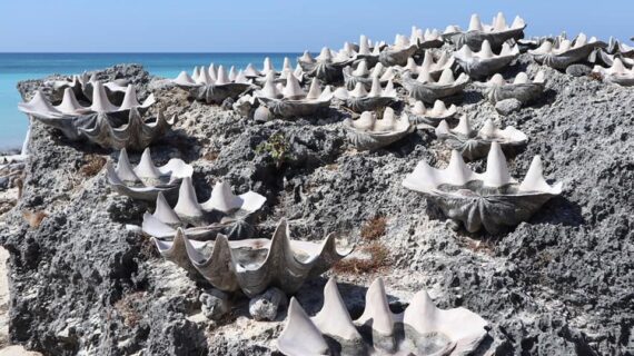 Pulau Sabu Raijua: Surga Tersembunyi di Ujung NTT yang Menawarkan Pengalaman Wisata yang Unik dan Autentik