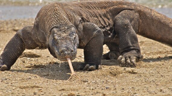 Wisata Komodo di Cagar Alam Wae Wuul: Potensi dan Tantangan