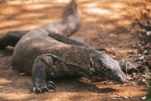 Exploring the Unique Ecotourism Experiences in Labuan Bajo and Komodo National Park