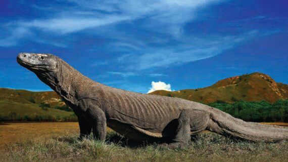 The Enigmatic Habitat of Komodo Dragons: A Hidden Paradise in Indonesia