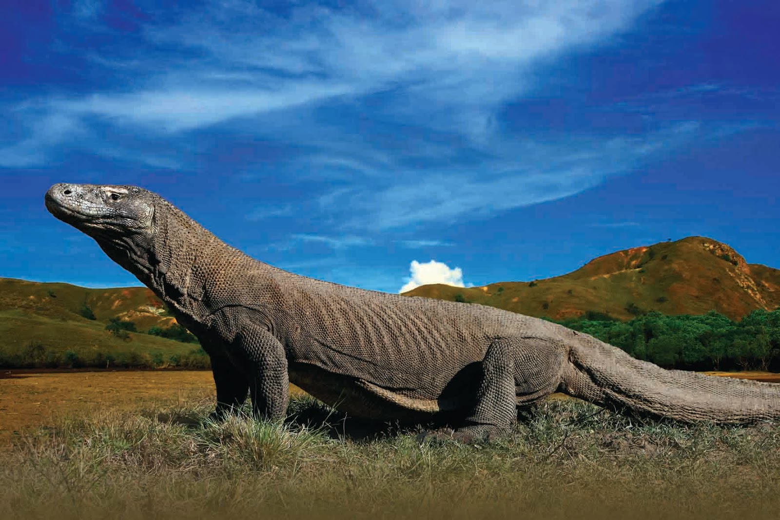 the-enigmatic-habitat-of-komodo-dragons-a-hidden-paradise-in-indonesia