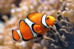 Ikan Pendap: Tradisi Kuliner Bengkulu yang Menggugah Selera dan Sejarah