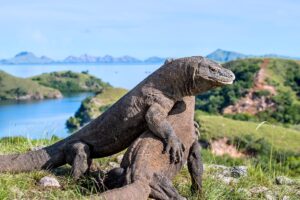 Exploring the Enchanting Taman Nasional Komodo: A Guide to Indonesia’s Natural Wonder