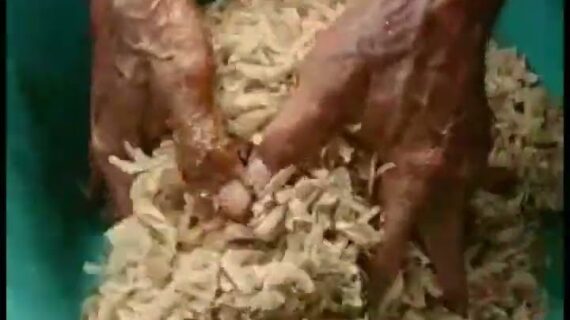 Etnomatematika dan Sains dalam Pembuatan Makanan Tradisional Bali: Lawar dan Jukut Ares